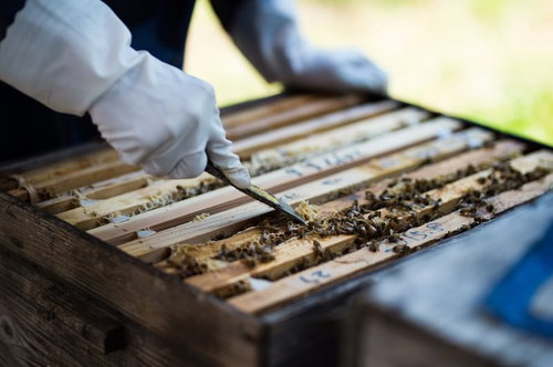 ミツロウをヘラで削り、巣板の上を綺麗に仕上げる養蜂作業