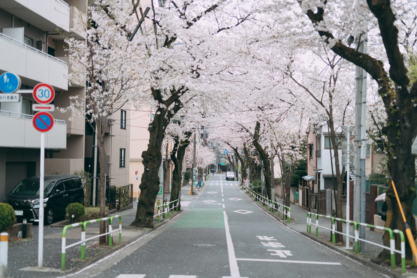 住宅街の道路沿いに満開の桜並木が咲いている春の風景