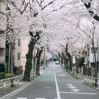 北区立谷端小学校横の桜並木が満開の春の街道の写真