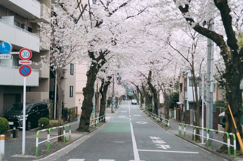 北区立谷端小学校横の桜並木が満開の春の街道