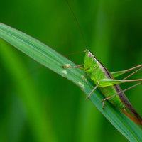 緑の葉に捕まる長い触角のホシササキリの昆虫の写真