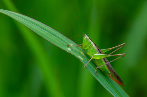 緑の葉に捕まる長い触角のホシササキリの昆虫