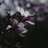 雨に濡れた紫色の木蓮の花とつぼみの写真