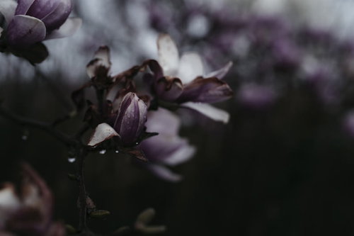 雨に濡れた紫色の木蓮の花とつぼみ