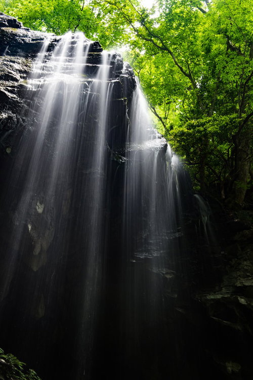 初夏の岩井滝と新緑に覆われた森