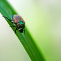 緑の葉に捕まる黄金虫のマメコガネの写真