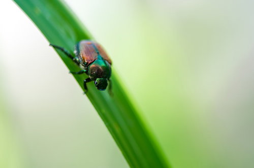 緑の葉に捕まる黄金虫のマメコガネ