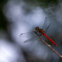 赤い胴体のマユタテアカネが草の上に静止している様子の写真
