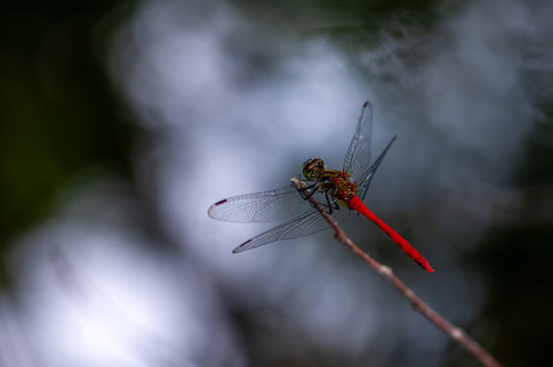 赤い胴体のマユタテアカネが草の上に静止している様子
