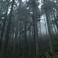 朝霧に包まれた杉林の風景の写真