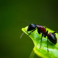 ムネアカオオアリが葉の上に立つの写真