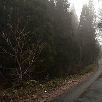 霧の奥へと続く森の道 秋冬の落葉樹に包まれた朝靄の風景の写真