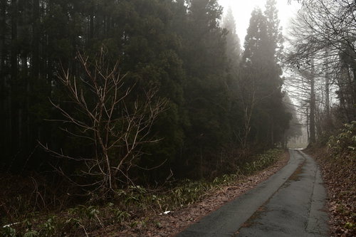 霧の奥へと続く森の道 秋冬の落葉樹に包まれた朝靄の風景