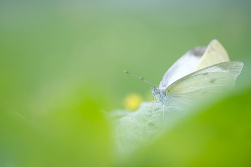 緑の葉に止まるモンシロチョウを正面から撮影
