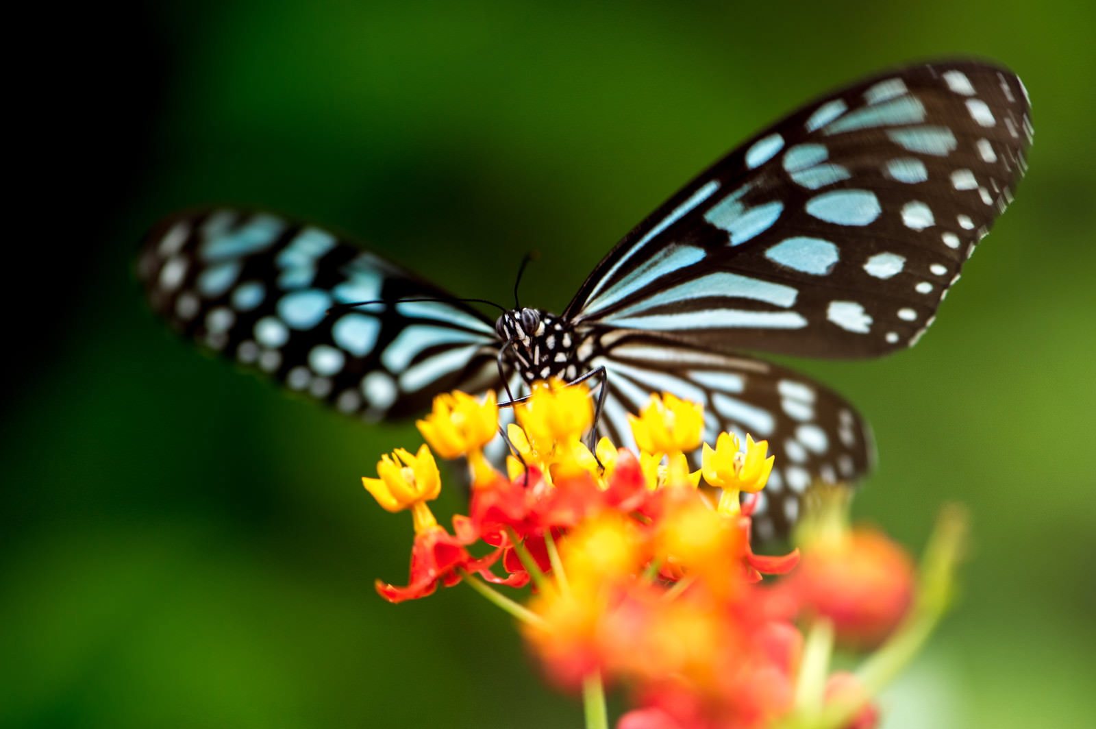 オレンジ色の花の蜜を吸う青と白の斑点模様のリュウキュウアサギマダラ