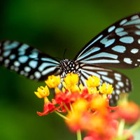 オレンジ色の花の蜜を吸うリュウキュウアサギマダラの写真