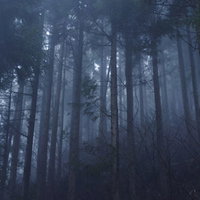 朝霧に包まれた杉林を照らす青い光と早朝の幻想的な風景の写真