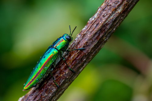 濡れた鮮やかなタマムシが緑色に輝く木の枝