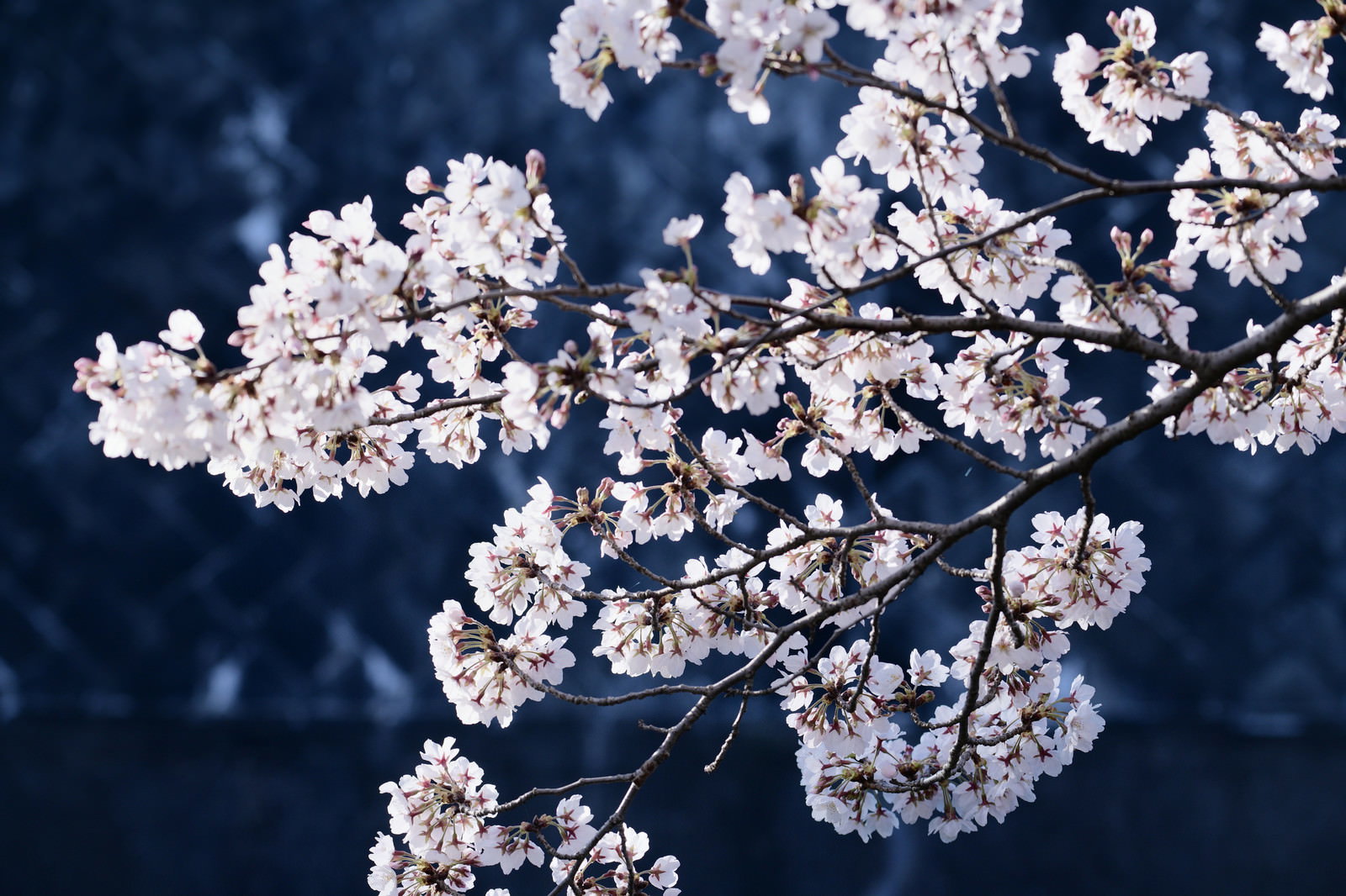 暗い青色の背景に淡いピンク色の満開の桜が浮かび上がる