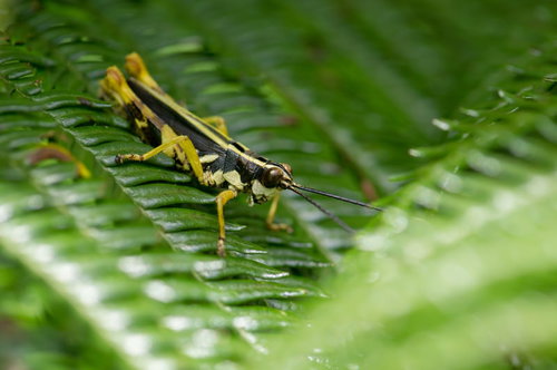 石垣島の緑色の葉に止まるモリバッタの生態