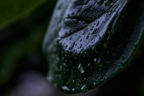 緑の葉一面に付着した雨粒と水滴が光を反射する様子