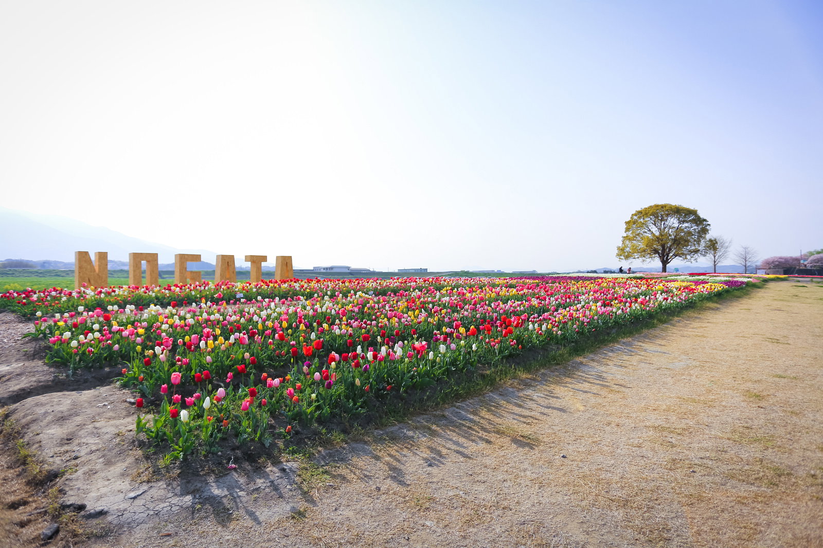 満開のチューリップ畑。赤、黄、ピンクの花が列状に咲き、青空が広がる