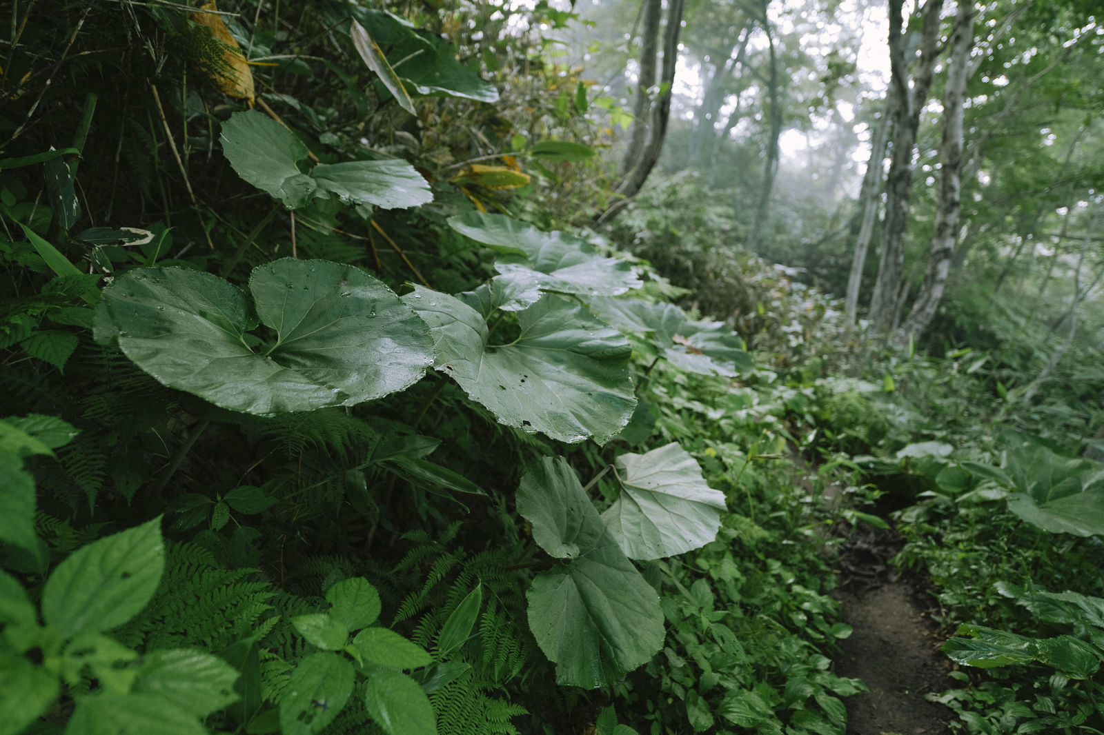 後志羊蹄山の登山道沿いに生い茂るフキと緑の葉が密集している様子