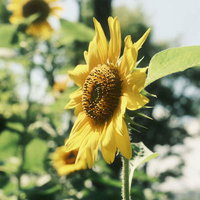 夏の日差しに咲くひまわりの写真