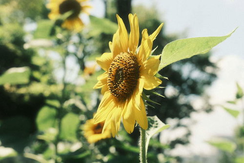 夏の日差しに咲くひまわり