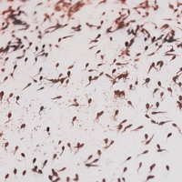 屋台で販売されるおたまじゃくしすくい - 夏祭りの懐かしい遊びの写真