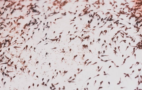 屋台で販売されるおたまじゃくしすくい - 夏祭りの懐かしい遊び