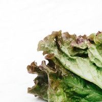 サニーレタスの採れたて葉の新鮮な野菜写真の写真