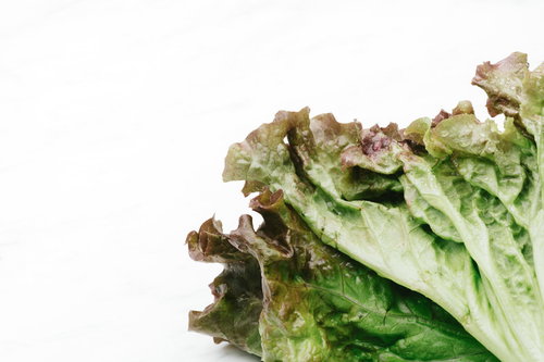 サニーレタスの採れたて葉の新鮮な野菜写真