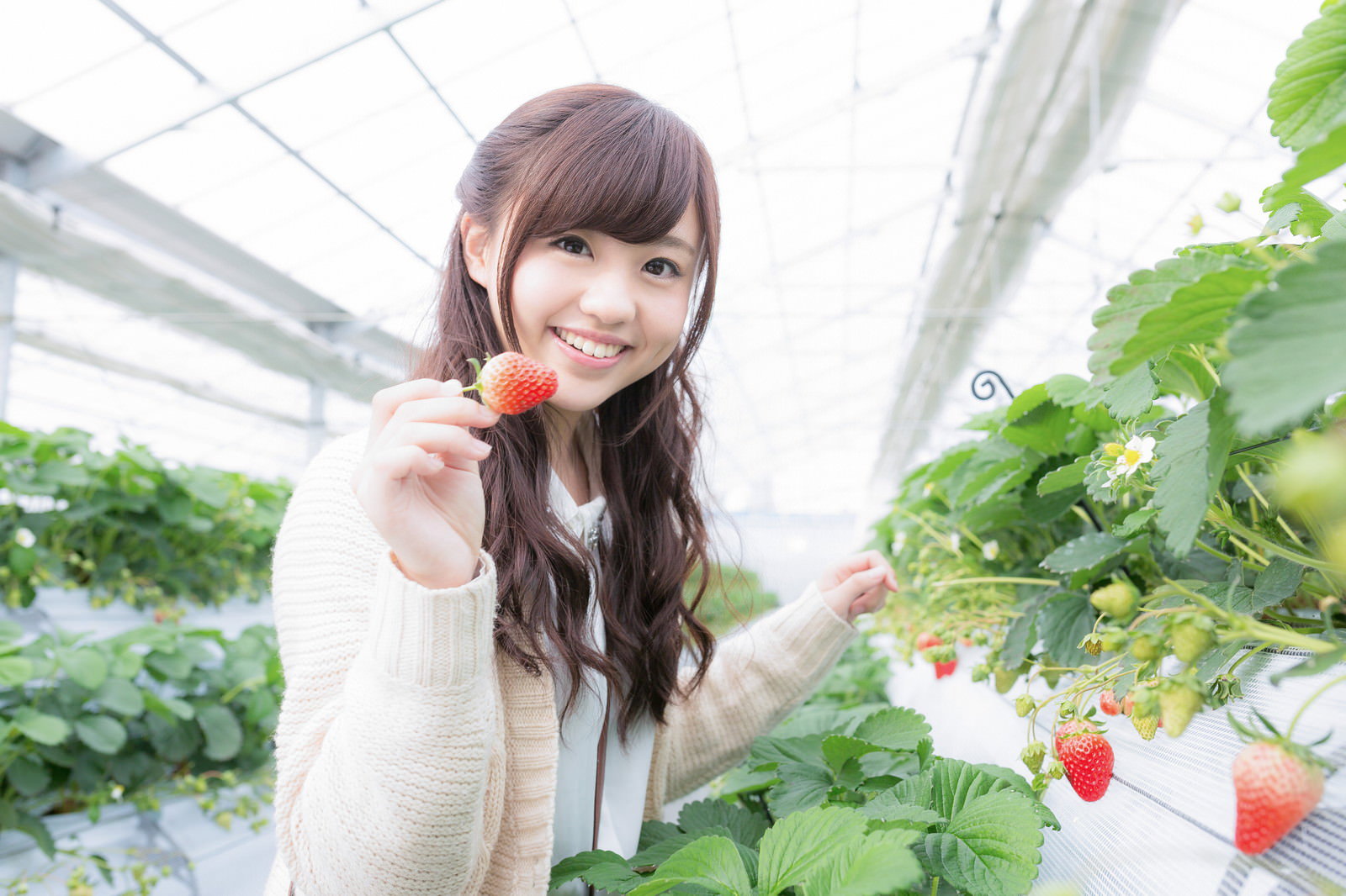 ビニールハウスで苺を摘んで笑う女性の様子［モデル：河村友歌］
