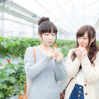 糖度の高いいちごを頬張るいちご狩りガールズの写真