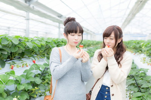 糖度の高いいちごを頬張るいちご狩りガールズ