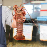 水揚げされたばかりの朝市の伊勢海老を手に持つの写真