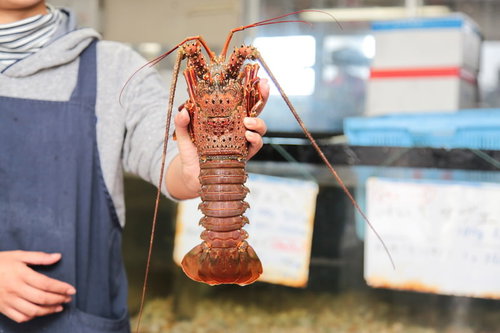 水揚げされたばかりの朝市の伊勢海老を手に持つの写真