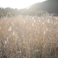 夕暮れ時のすすき群生地、トンボの沼の水生植物の写真