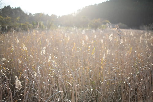 夕暮れ時のすすき群生地、トンボの沼の水生植物