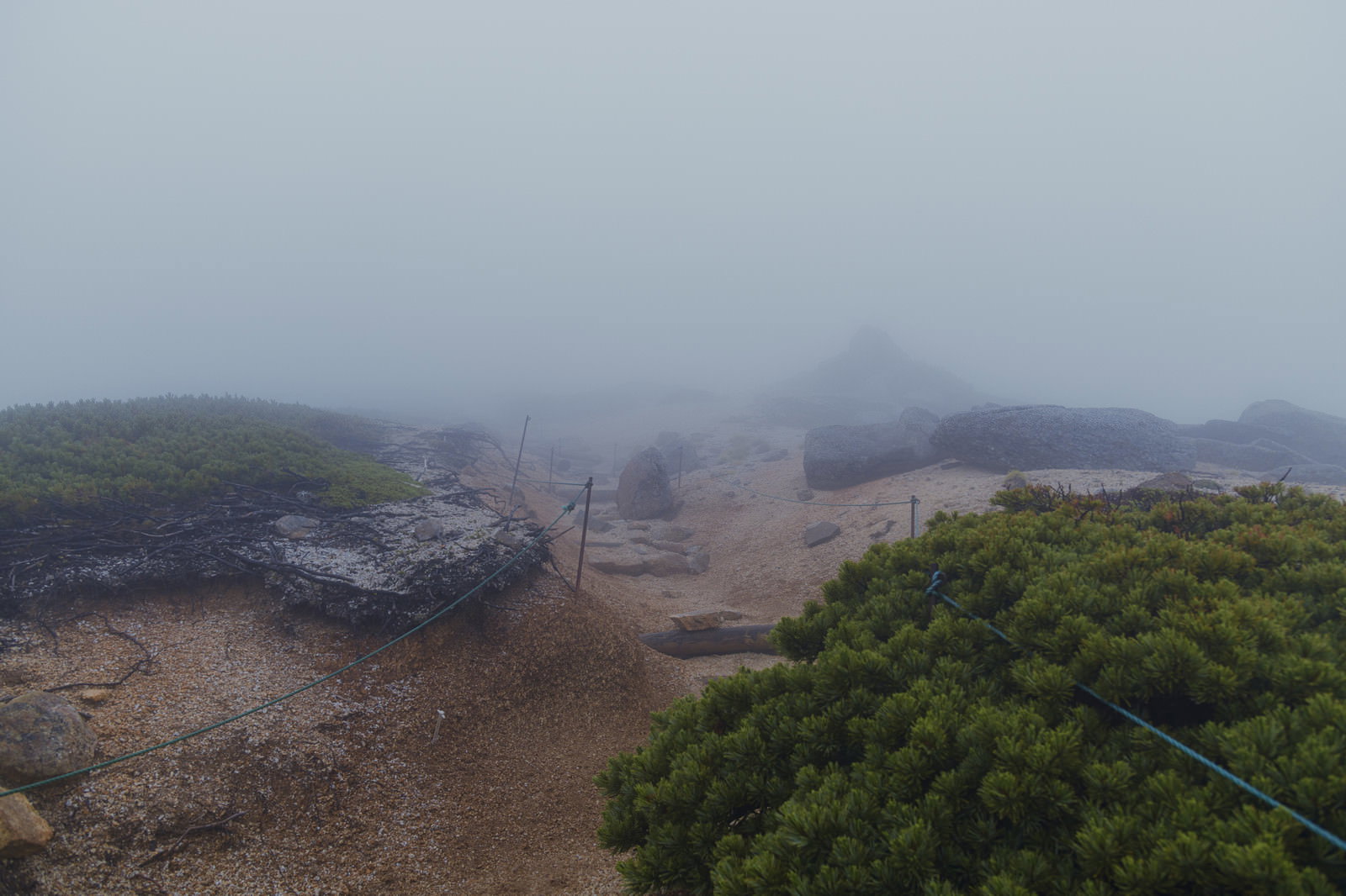 霧に包まれた中央アルプス空木岳の登山道と高山植物