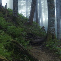 深い霧が立ち込める中央アルプス空木岳の池山尾根登山道の写真