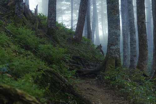 深い霧が立ち込める中央アルプス空木岳の池山尾根登山道