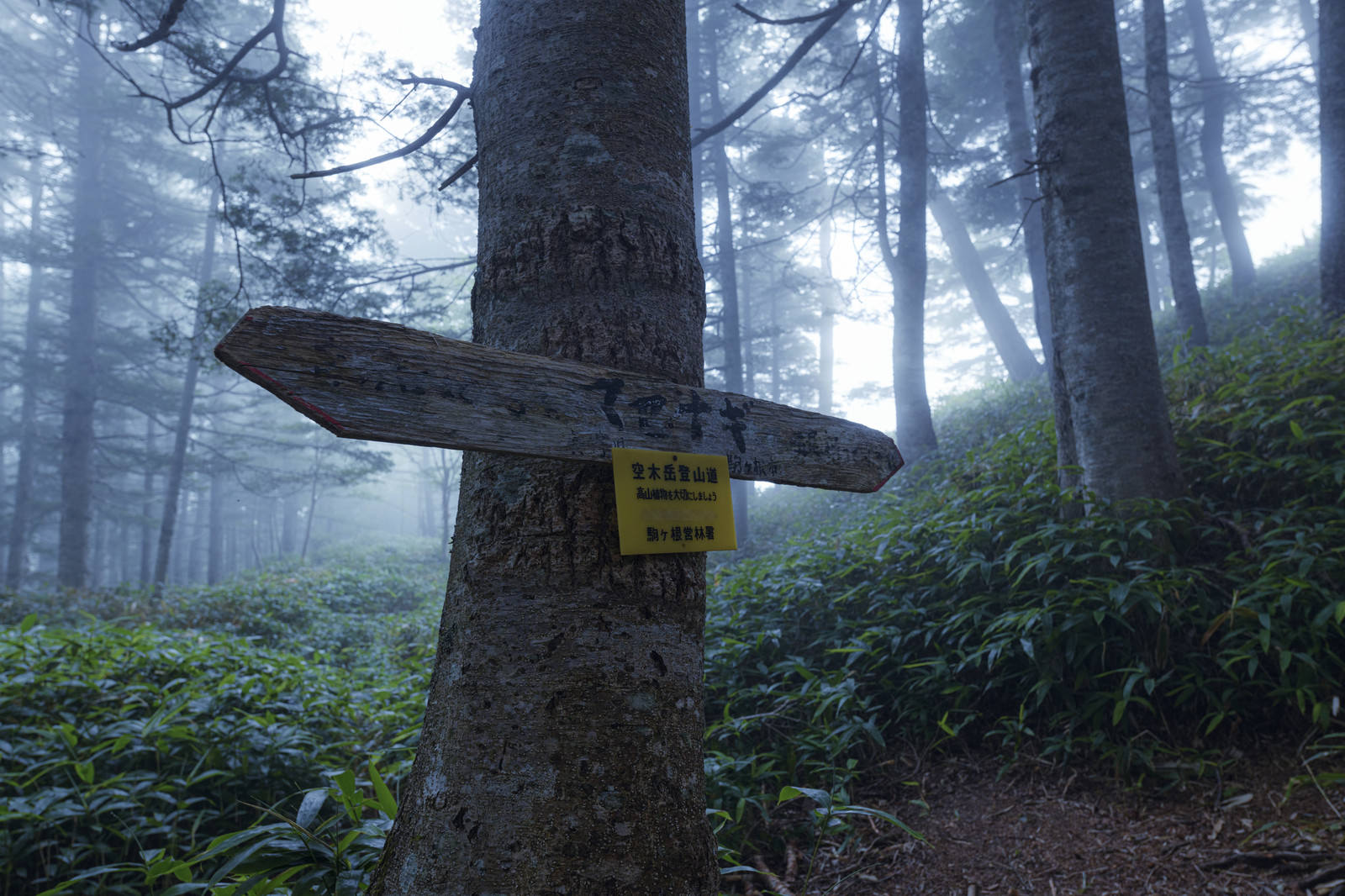 霧の森の中に立つマセナギの登山道標