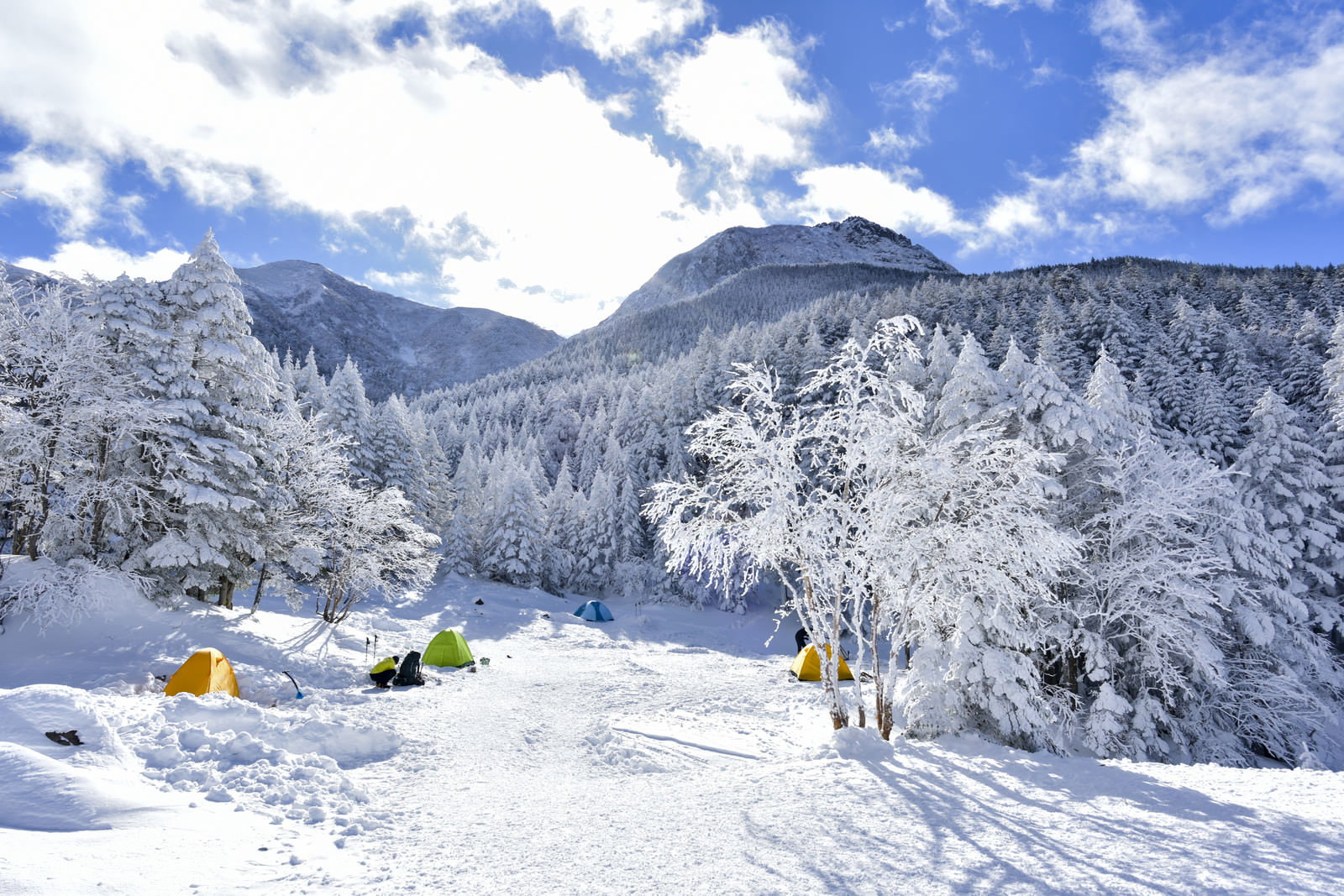 雪に覆われた樹木が立ち並ぶテント場から八ヶ岳連峰を見上げた雪山風景