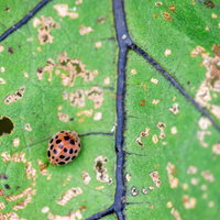 虫食いの葉痕に紛れるニジュウヤホシテントウの食害跡の写真
