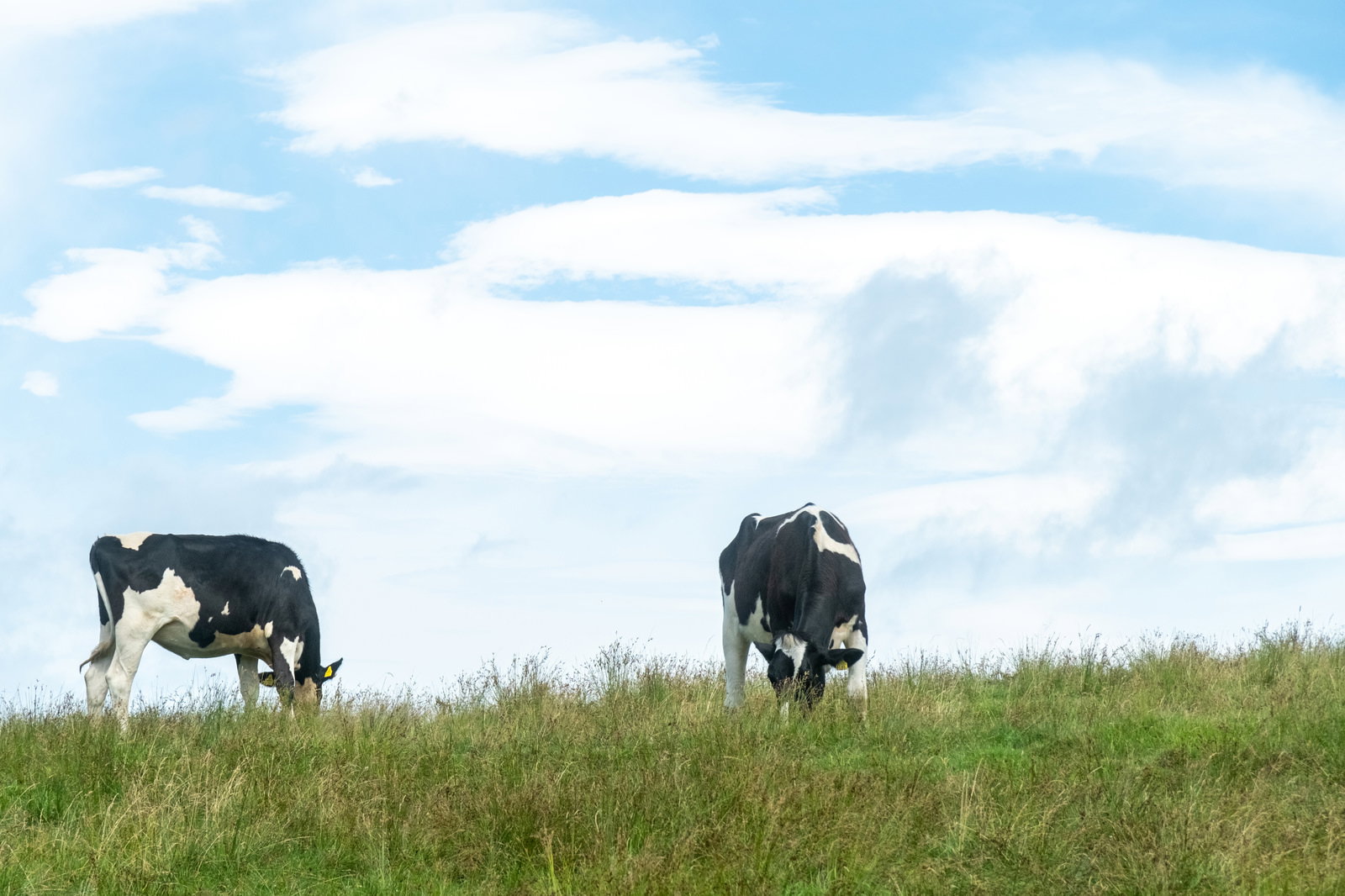 Two black-and-white spotted dairy cows grazing on a green meadow under the blue sky
