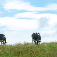 青空の下で放牧される二頭の乳牛と草原の写真