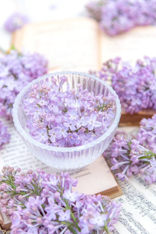 楽譜の上に浮かぶライラックの花々と春の香り