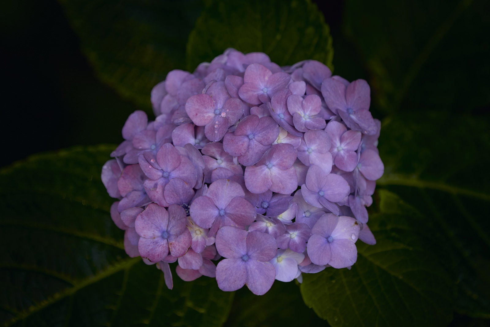 紫陽花の紫色の花びらに付いた透明な水滴